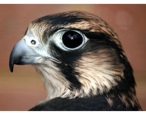 About the Peregrine Falcon: Description & Facts on These Amazing Birds
