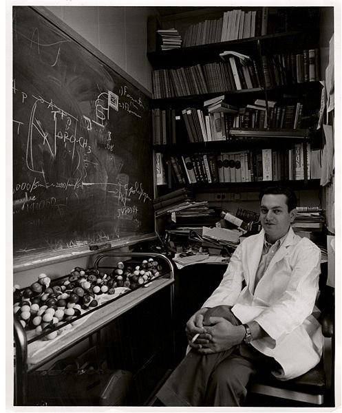 Marshall Warren Nirenberg - Pioneer of Protein Synthesis Using Messenger RNA and Ribosomes