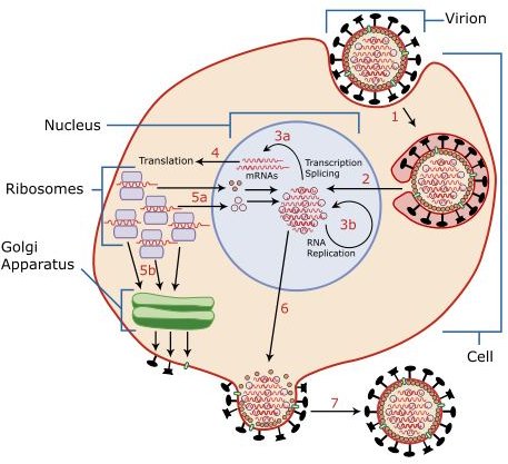 462px-Virus Replication.svg