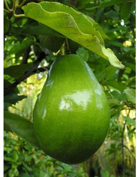 450px-Avacado on tree (closeup)