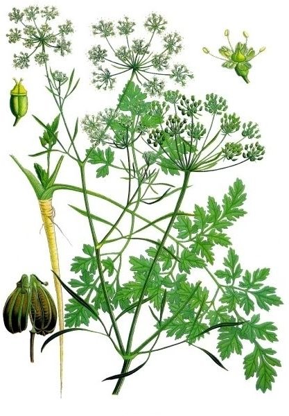 Learn the Health Benefits of Parsley