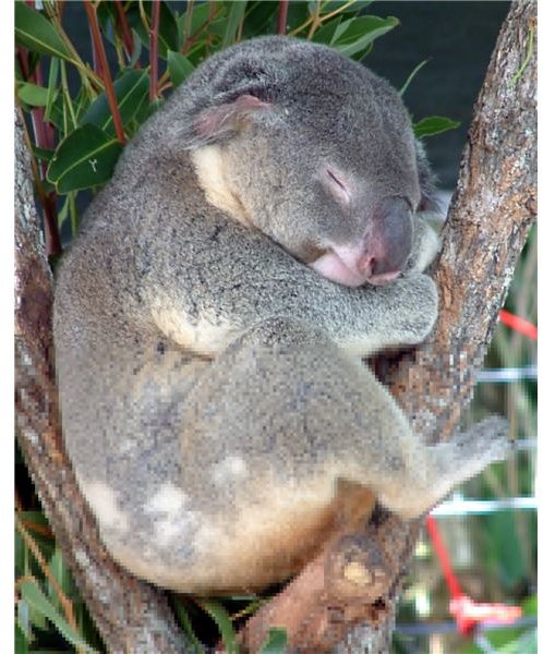 Australia Cairns Koala