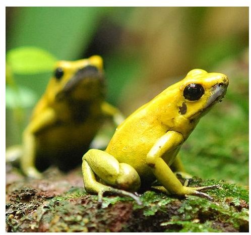 Phyllobates terribilis (the most toxic poison dart frog)