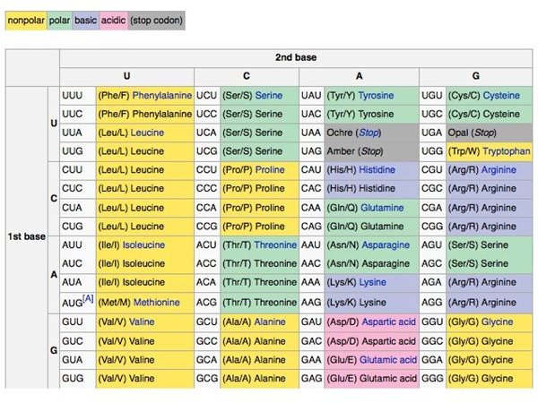 Mrna Genetic Code Chart