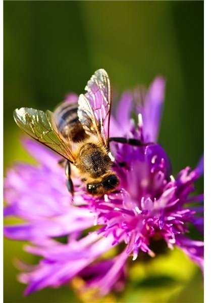 Threats to Honeybees: Colony Collapse Disorder, Pesticides, Parasites & More