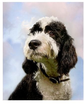 Portuguese Water Dog