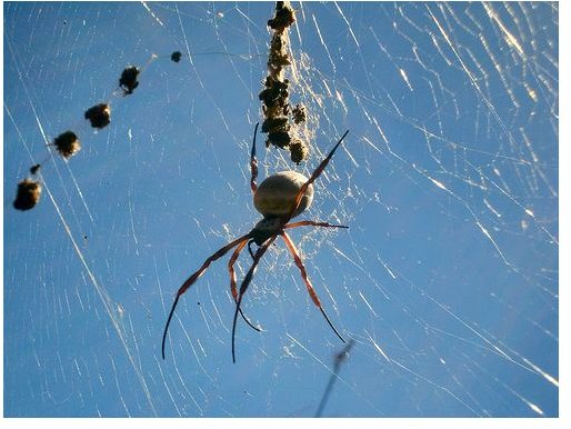 Golden Orb Weaver