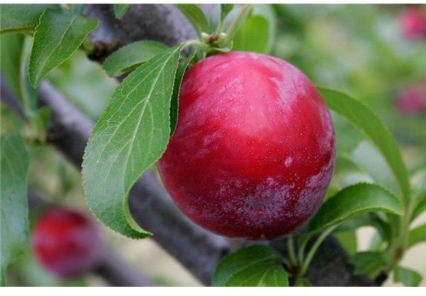 800px-Plum on tree