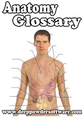 Anatomy Glossary