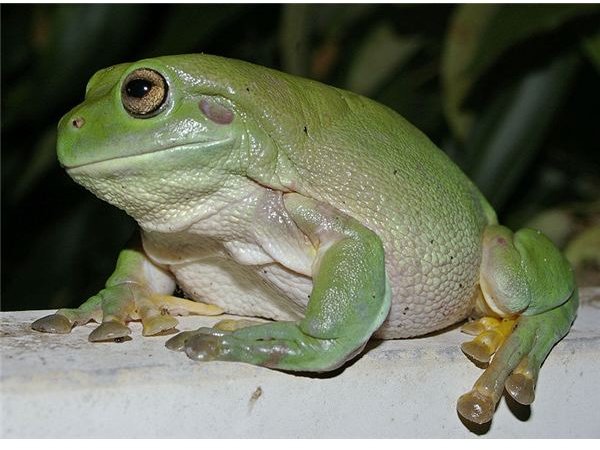 800px-Litoria caerulea - Darwin NT