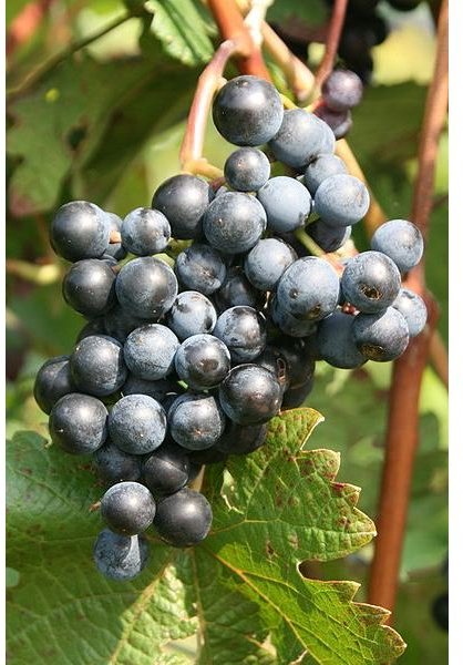 400px-Dornfelder Weinsberg 20080927 grapes