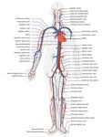 How Does the Circulatory System Work - An Overview