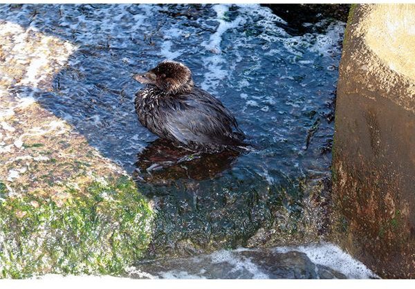 800px-Oiled diving duck 2