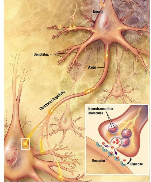Nerve Cell Structure: The Parts of the Neuron