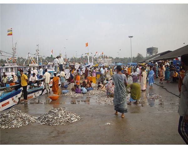 800px-Offloading fish from Trawlers to wharf(Malpe)