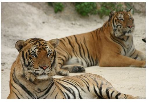 Tigers