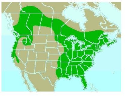 Pileated Woodpecker Facts: Learn Where The Pileated Woodpecker Lives, What It Eats, & More