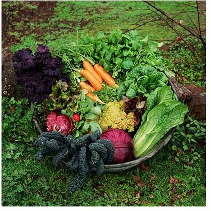 Juicy, organic veggies!