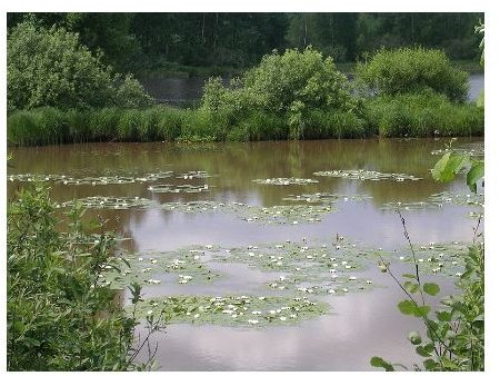 The Ecology Ecosystem of a Pond System: Learn more about the Organisms, Habitats and Food Chain of Pond Ecology