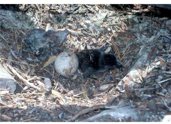 Newly hatched African penguin chick