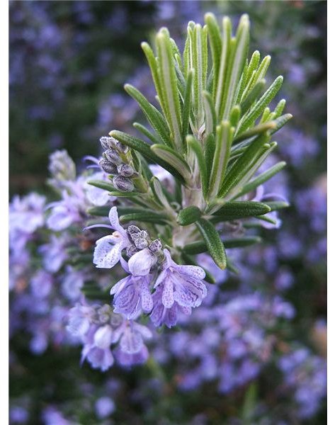 Preparation of Fresh Rosemary - Cooking with Fresh Herbs