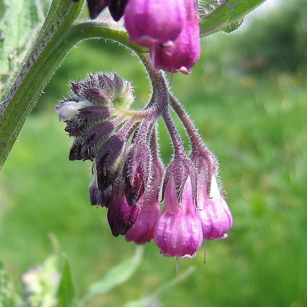 What is Comfrey Root For? Is It Safe to Use?