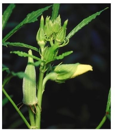 Learn the Health Benefits of Okra