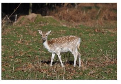 Grazing Deer