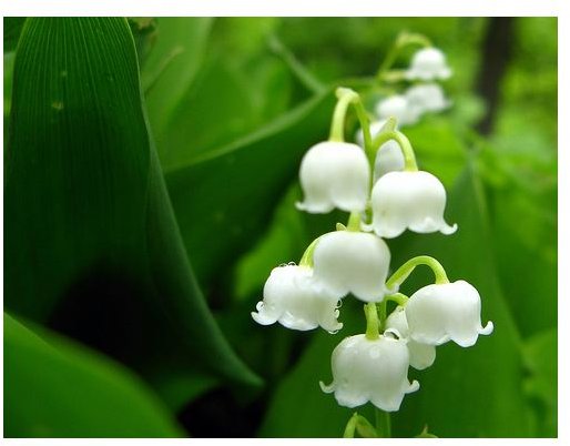 lily of the valley