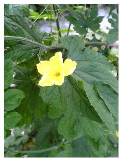 Picture showing the leaves and flower of Momordica charantia