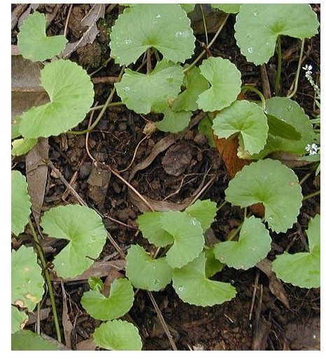 Gotu Kola Facts, Benefits, Side Effects, & Preparations