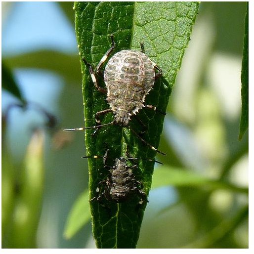 Non Toxic Elimination of Stink Bugs