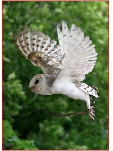 Barn Owl In Flight