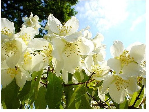 What are the Major Health Benefits of Jasmine
