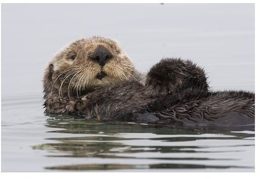 Endangered Sea Otters Information: Why are they Hunted?