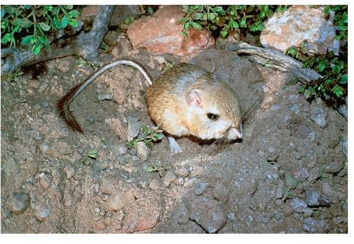 Endangered Animals: Why are Kangaroo Rats Endangered and Protected?