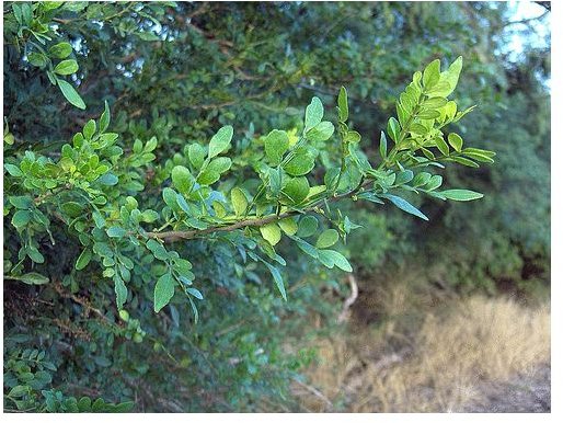 Warming and Stimulating Herbs: Prickly Ash Bark Benefits