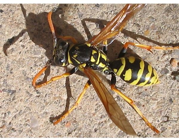 yellow jacket bee sting treatment