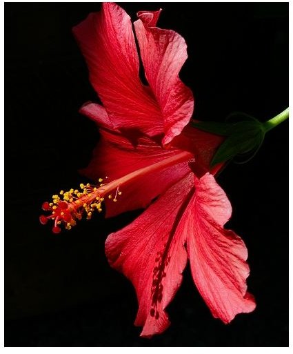 Hibiscus