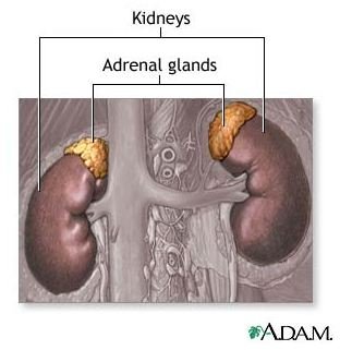 Learn about Chinese Herbs for Adrenal Exhaustion