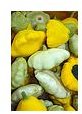 scallop squash