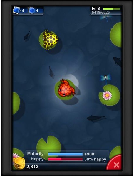 pocket frogs online