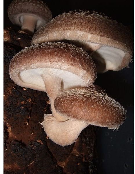 Shiitake Mushroom Health Benefits: Why these Mushrooms are the Best