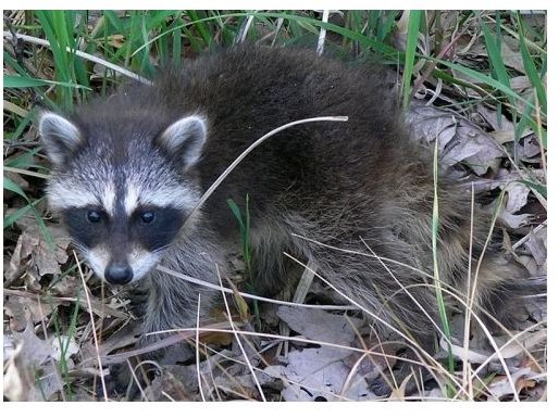 Baby Raccoon