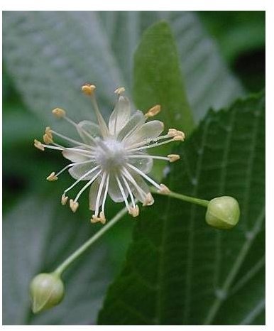 Benefits of Linden Flower Tea