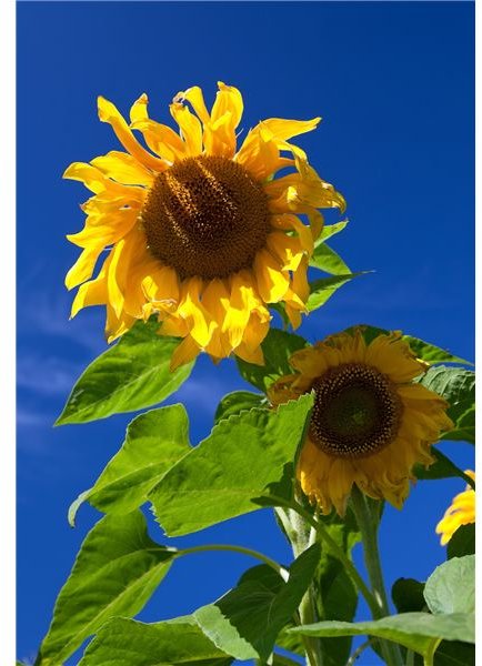 Teaching "The Sunflower: On the Possibilities and Limits of Forgiveness" High School Lesson