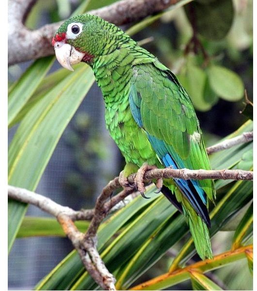 Puerto Rican Parrot