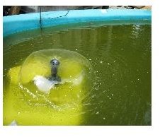 How to Make a Duck Swimming Pool, Including Jenny Box & Solar Pump