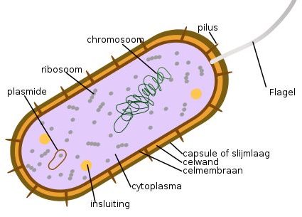 An Overview of the Causes and Prevention of Waterborne Disease