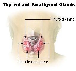 Illu thyroid parathyroid